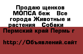 Продаю щенков МОПСА беж - Все города Животные и растения » Собаки   . Пермский край,Пермь г.